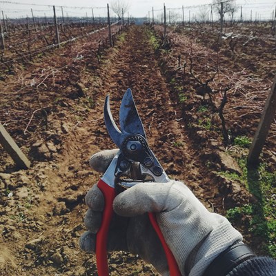 November 6 - Pruning = Fruit