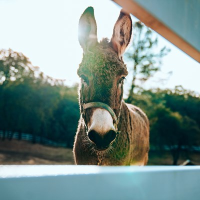 November 7 - Untying Our Donkey